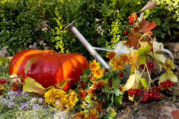 composition of ripe pumpkins and garden watering in autumn garden