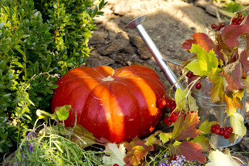 composition of ripe pumpkins and garden watering in autumn garden