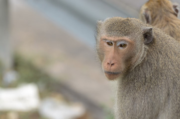 Portrait of a monkey in wildlife