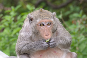 Portrait of a monkey in wildlife