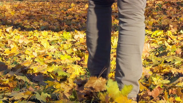 Slow motion video of man walking on the fallen yellow leaves.