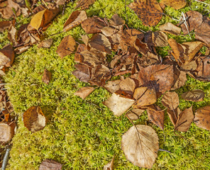 bog peat moss and autumn leaves