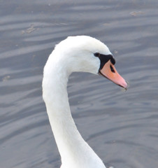 Naklejka premium Schwan am Altrhein_0189