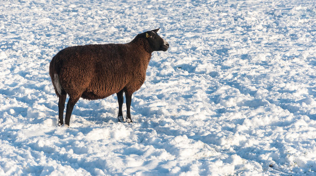 Dark brown sheep in the snow