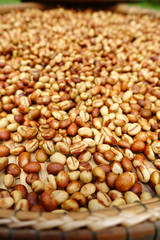 Coffee beans for backgrounds or textures 
