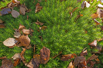 moss and autumn leaves