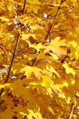 Golden leaves of maple