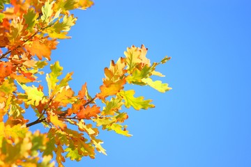 Oak leaves and blue sky in background