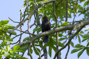  common blackbird (Turdus merula)