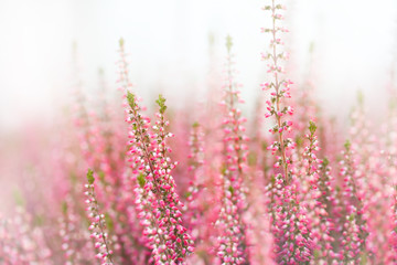 Classic heather flowers. Small violet, pink, lilac aromatic herbs. white background. Soft focus
