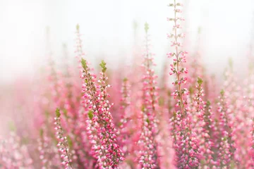 Foto auf Acrylglas Lila Klassische Heideblumen. Kleine violette, rosa, lila aromatische Kräuter. weißer Hintergrund. Weicher Fokus