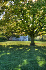 Large tree providing shade on sunny day