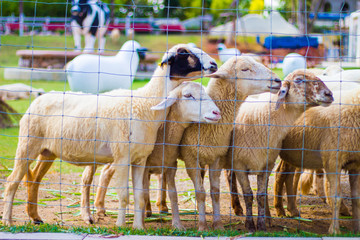 sheep in farm