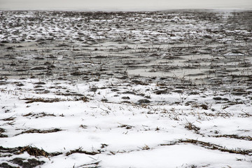 Frozen field in winter close up