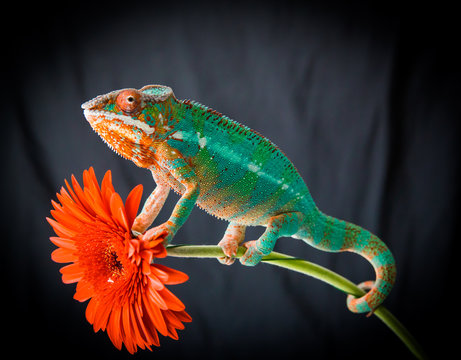 Panther Chameleon sits on a flower