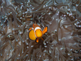 crown anemone fish
