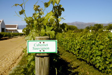 grape vine for wine grapes