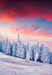 Colorful winter sunrise in the Carpathian mountain forest.