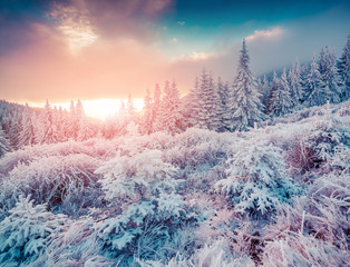 Colorful winter sunrise in the Carpathian mountain forest.