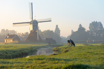 The cow and the Windmill