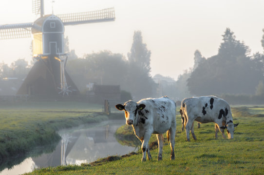 Dutch cows