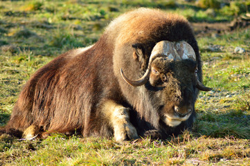 Muskox Outdoors