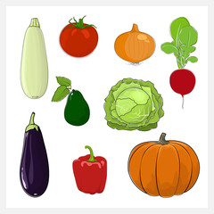 Set of Vegetable  Isolated on White Background, Edible Fruit, Eggplant, Sweet Pepper, Pumpkin, Radish,Cabbage , Tomatoes ,Zucchini  Courgette , Onion, Avocado, Vector Illustration