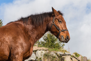 profil de cheval brun