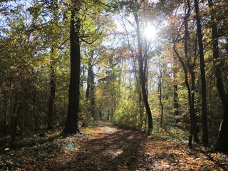 Obraz premium Waldweg im Herbst