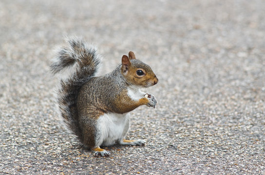 Grey squirrel