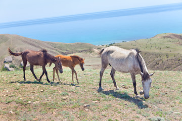 horses grazing on the seaside