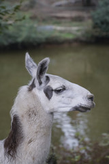 lama