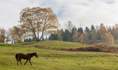 Cheval au pré