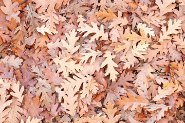 Hojas secas de Roble Marojo. Quercus pyrenaica.
