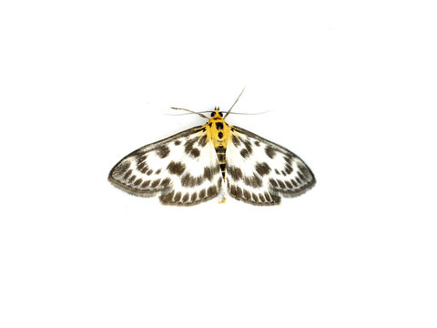 Small Magpie Moth On White Background