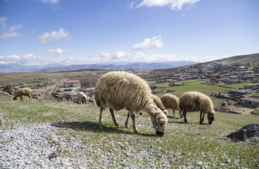 Obraz premium sheep (flocks) feeding on meadow