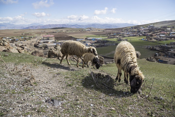 Fototapeta premium sheep (flocks) feeding on meadow