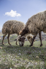 Obraz premium sheep (flocks) feeding on meadow