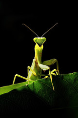 Thai Mantis on green foliage leaf isolated.