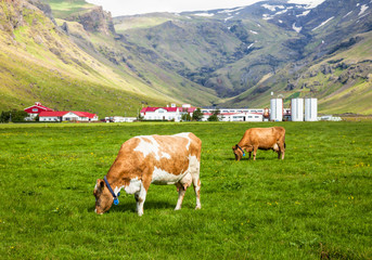 Fototapeta na wymiar Brown Holstein cow grazing at pasture in Iceland with dairy farm in background