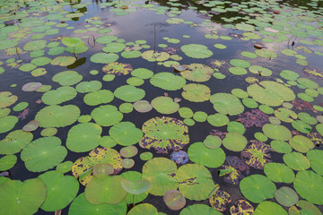 Lily pads background