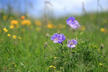 Purple wild flower in yellow wild flower field near mountain in