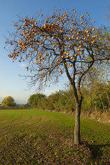 Fototapeta premium caco