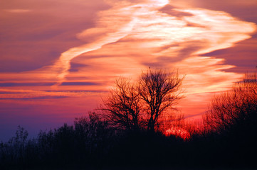 Obraz premium Zachód słońca,drzewo 