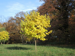 Bäume im Herbst