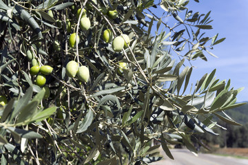 Entirely shot in natural environments olive tree branches in Aegean region