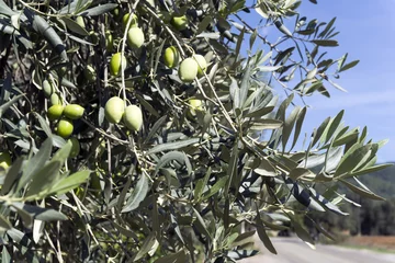 Fond de hotte en verre imprimé Olivier Entièrement tourné dans des environnements naturels de branches d& 39 olivier dans la région égéenne