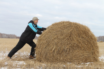 Naklejka na ściany i meble The man the pushing hay sheaf in the field in the fall
