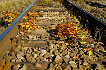 Autumn colors Between Tracks