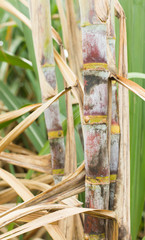 Sugarcane plants grow in field